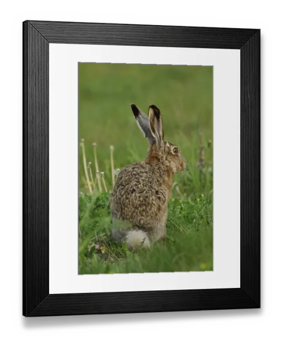 Framed Print : European hare (Lepus europaeus) Framed Print : European hare (Lepus europaeus)
