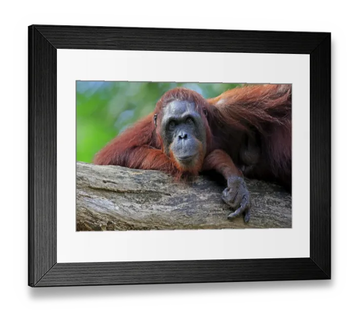 Framed Print : Bornean Orangutan (Pongo pygmaeus) Framed Print : Bornean Orangutan (Pongo pygmaeus)