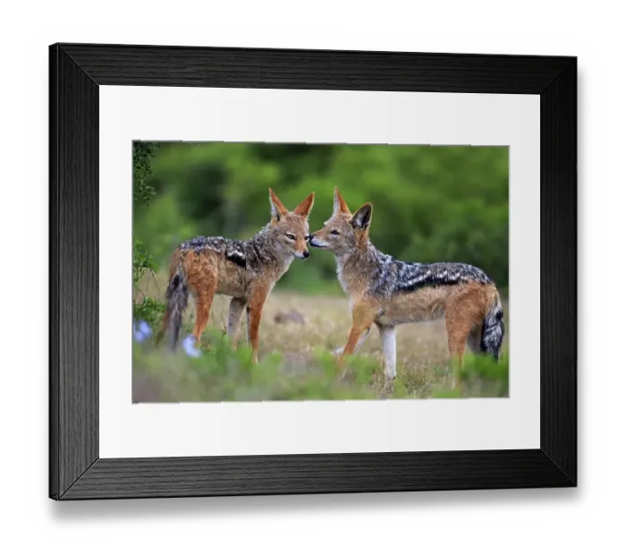 Framed Print : Black-backed Jackals (Canis mesomelas) Framed Print : Black-backed Jackals (Canis mesomelas)