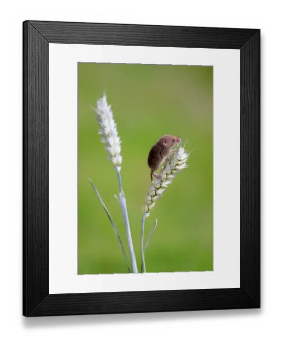 Framed Print : Eurasian Harvest Mouse (Micromys minutus) Framed Print : Eurasian Harvest Mouse (Micromys minutus)