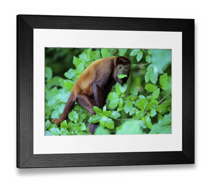 Framed Print : Venezuelan red howler (Alouatta seniculus) Framed Print : Venezuelan red howler (Alouatta seniculus)