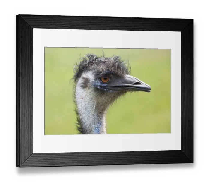 Framed Print : Emu (Dromaius novaehollandiae) Framed Print : Emu (Dromaius novaehollandiae)