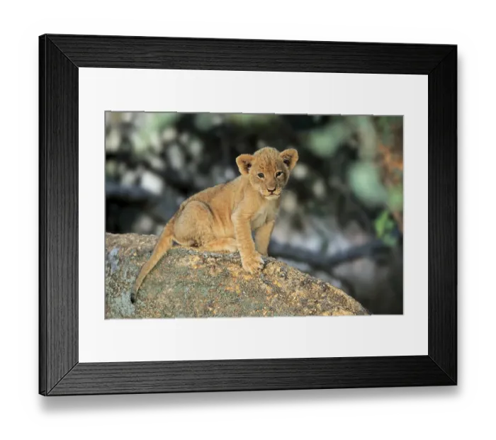 Framed Print : Lion (Panthera leo vernayi), young animal sitting on rocks Framed Print : Lion (Panthera leo vernayi), young animal sitting on rocks