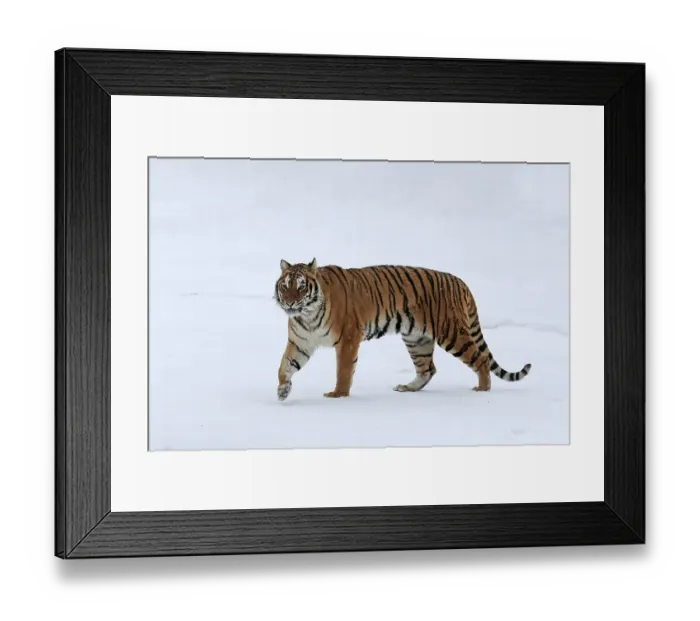 Framed Print : Siberian tiger (Panthera tigris altaica)