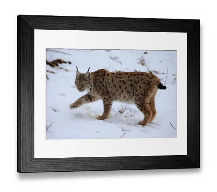Framed Print : Carpathian Lynx (Lynx lynx carpathicus) Framed Print : Carpathian Lynx (Lynx lynx carpathicus)
