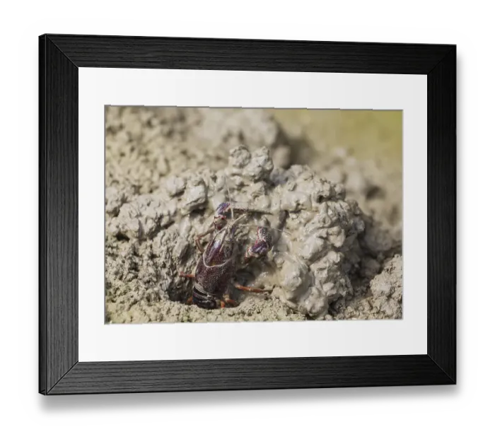 Framed Print : Red Swamp Crayfish (Procambarus clarkii) Framed Print : Red Swamp Crayfish (Procambarus clarkii)