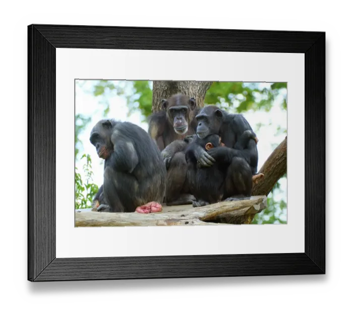 Framed Print : Western chimpanzee (Pan troglodytes verus)