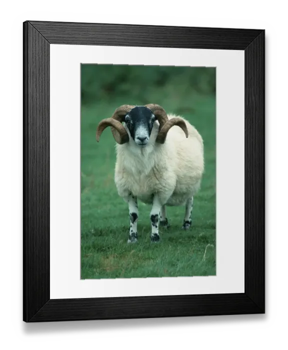 Framed Print : Scottish Blackface ram, Scotland