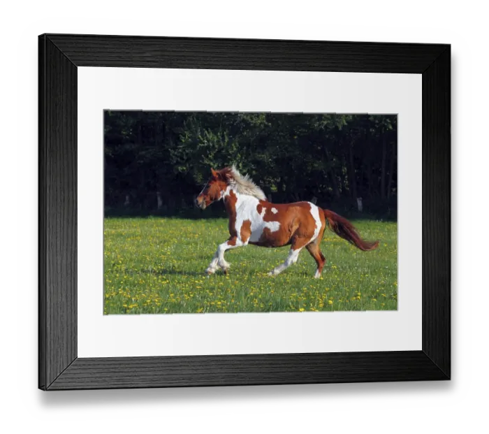 Framed Print : Horse running in a paddock, Lewitzer Pony
