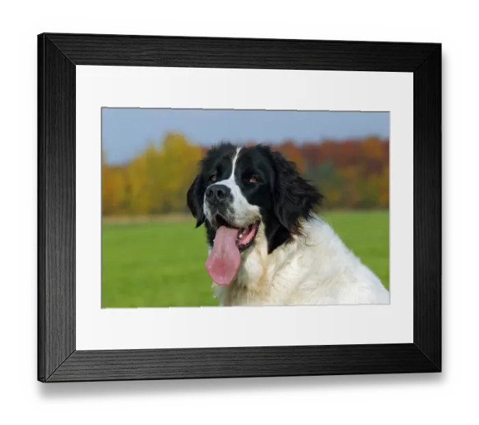 Framed Print : Landseer Dog (Canis lupus familiaris), portrait Framed Print : Landseer Dog (Canis lupus familiaris), portrait