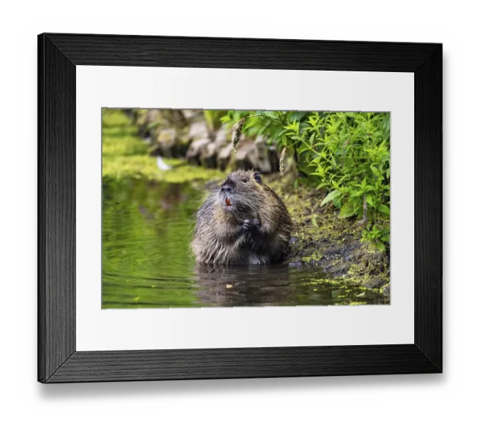 Framed Print : Nutria (Myocastor coypus) in the spa gardens