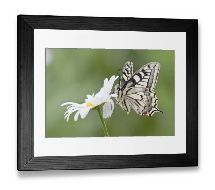 Framed Print : Old World Swallowtail (Papilio machaon) butterfly on a Marguerite