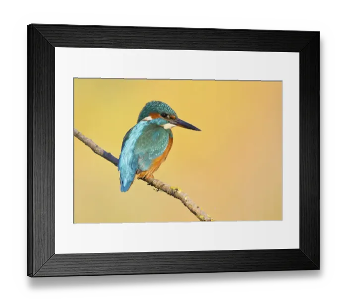 Framed Print : Kingfisher or Common Kingfisher (Alcedo atthis) perched on a branch