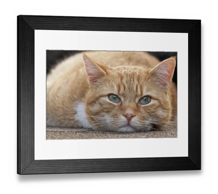 Framed Print : Domestic cat, orange tabby, male, Germany, Europe Framed Print : Domestic cat, orange tabby, male, Germany, Europe