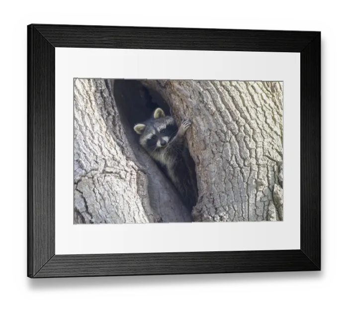 Framed Print : Raccoon (Procyon lotor), old animal