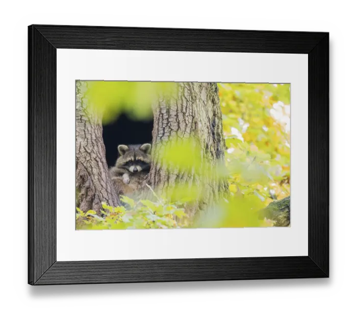 Framed Print : Raccoon (Procyon lotor) looking out of its tree den