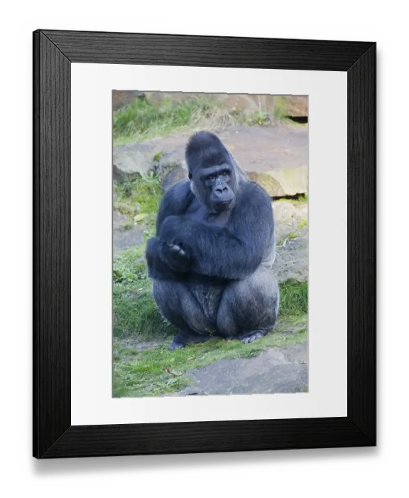 Framed Print : Western Lowland Gorilla (Gorilla gorilla gorilla) Framed Print : Western Lowland Gorilla (Gorilla gorilla gorilla)
