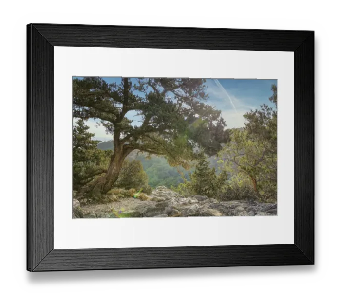 Framed Print : HDR, Sky replaced, A large tree stands on a rocky outcrop with dense forest and blue sky in the background