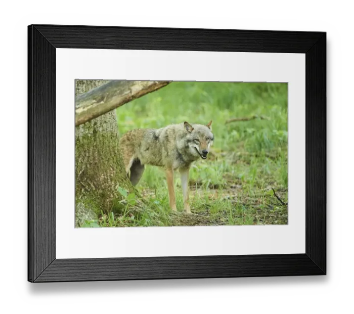 Framed Print : Eurasian wolf (Canis lupus lupus) standing in a forest