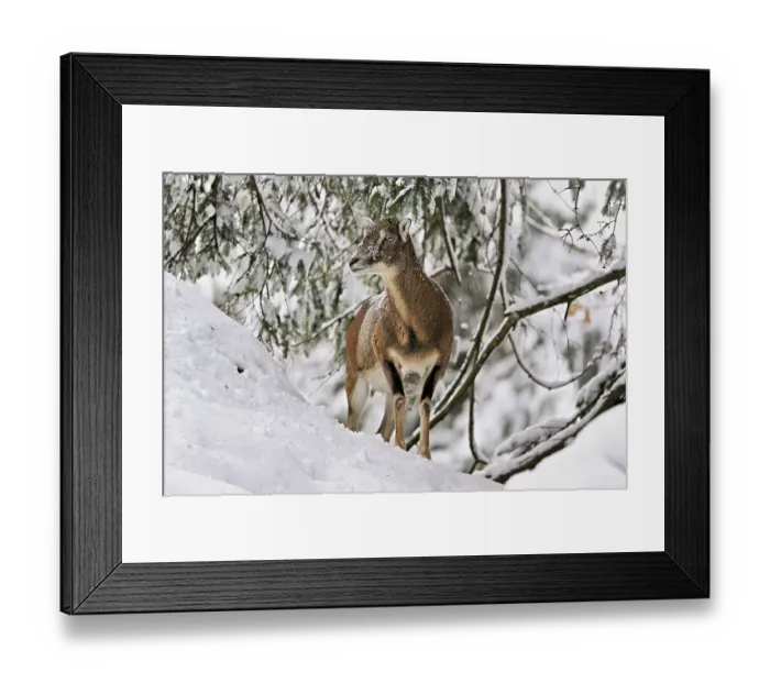Framed Print : European mouflon (Ovis orientalis musimon) Framed Print : European mouflon (Ovis orientalis musimon)