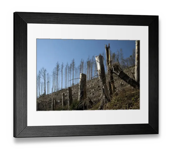 Framed Print : Dead spruces against a blue sky on the Wixberg Framed Print : Dead spruces against a blue sky on the Wixberg