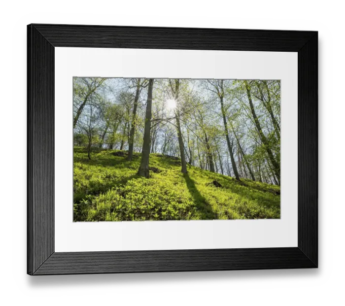 Framed Print : Common beeches (Fagus sylvatica) Framed Print : Common beeches (Fagus sylvatica)
