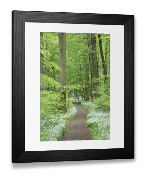 Framed Print : Path through near-natural deciduous forest with flowering ramson (Allium ursinum) Framed Print : Path through near-natural deciduous forest with flowering ramson (Allium ursinum)
