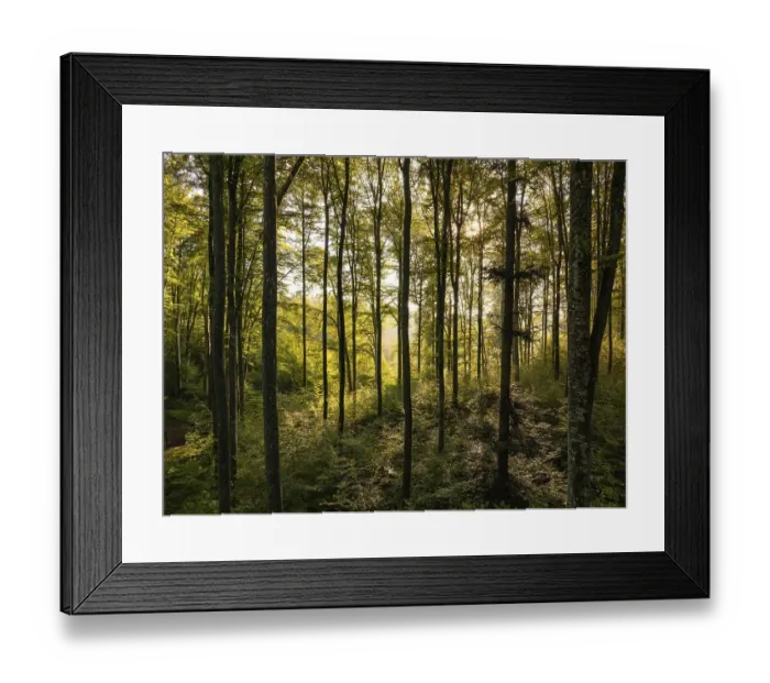 Framed Print : Still life of a forest with golden light shining through tall trees
