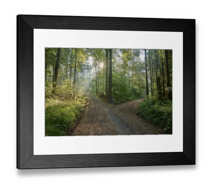 Framed Print : Fork, forest path, deciduous forest