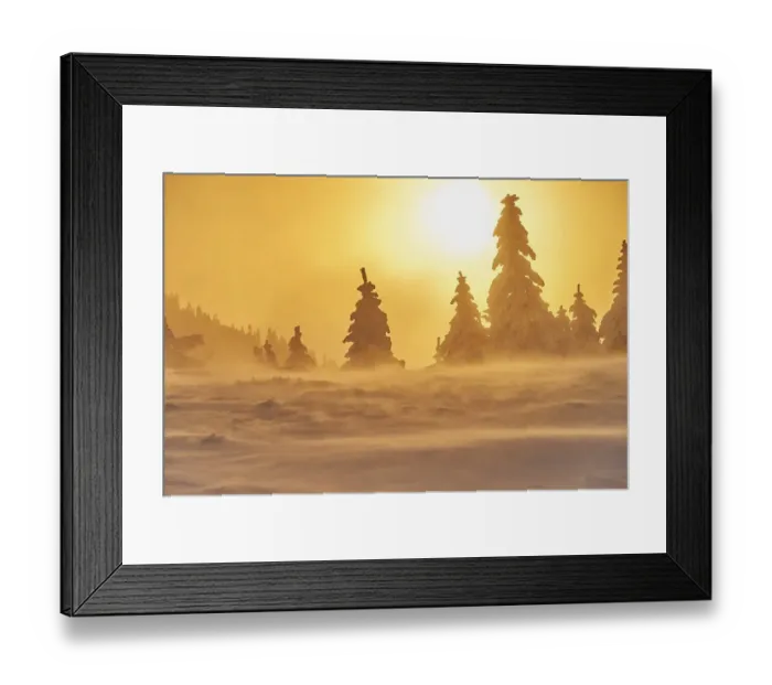 Framed Print : European spruce (Picea abies) trees in winter at sunrise Framed Print : European spruce (Picea abies) trees in winter at sunrise
