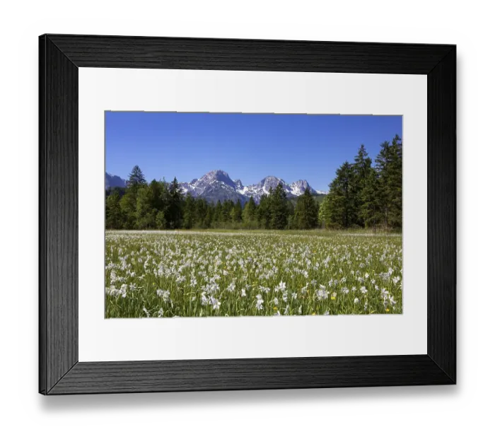 Framed Print : Meadow with white daffodils (Narcissus poeticus) near Almsee Framed Print : Meadow with white daffodils (Narcissus poeticus) near Almsee