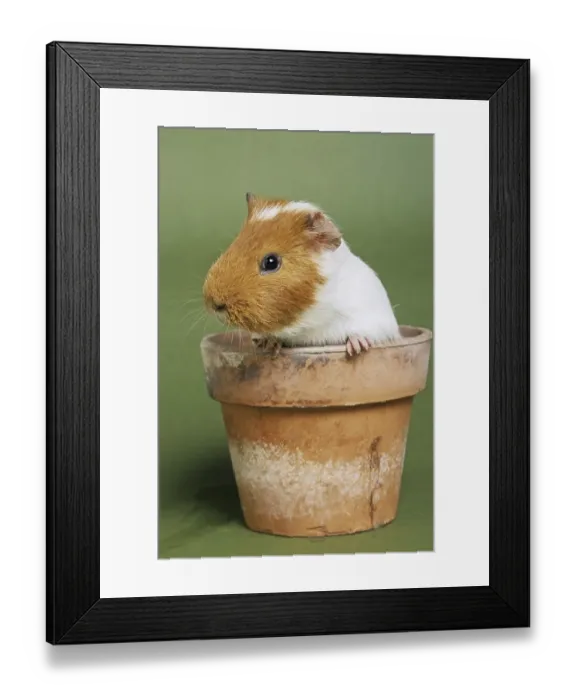 Framed Print : Two parti-colored cavy, guinea pig (Cavia porcellus) in flowerpot Framed Print : Two parti-colored cavy, guinea pig (Cavia porcellus) in flowerpot