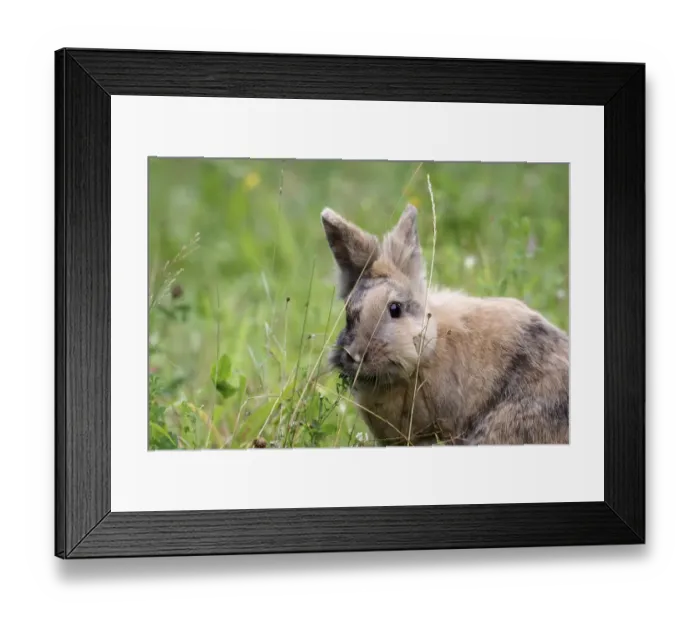 Framed Print : Close-up, Domestic rabbit (Oryctolagus cuniculus forma domestica) Framed Print : Close-up, Domestic rabbit (Oryctolagus cuniculus forma domestica)