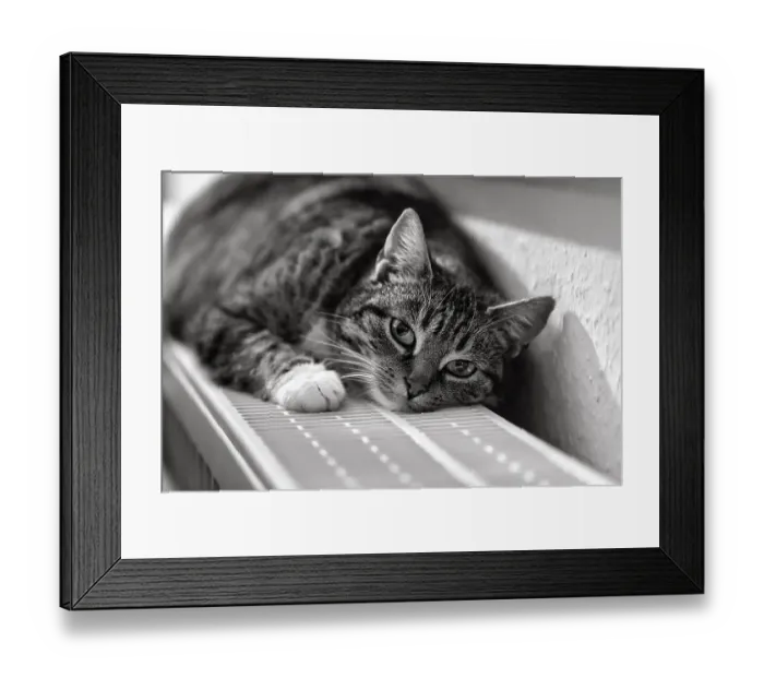 Framed Print : Brown tabby felidae (Felis silvestris catus) Framed Print : Brown tabby felidae (Felis silvestris catus)