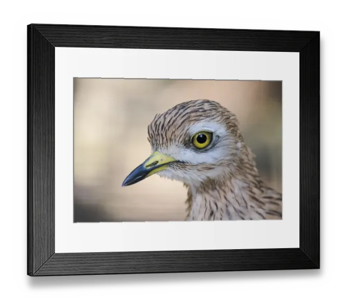 Framed Print : Stone Curlew (Burhinus oedicnemus)
