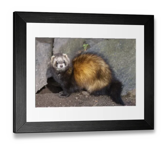 Framed Print : Ferret (Mustela putorius furo) Framed Print : Ferret (Mustela putorius furo)