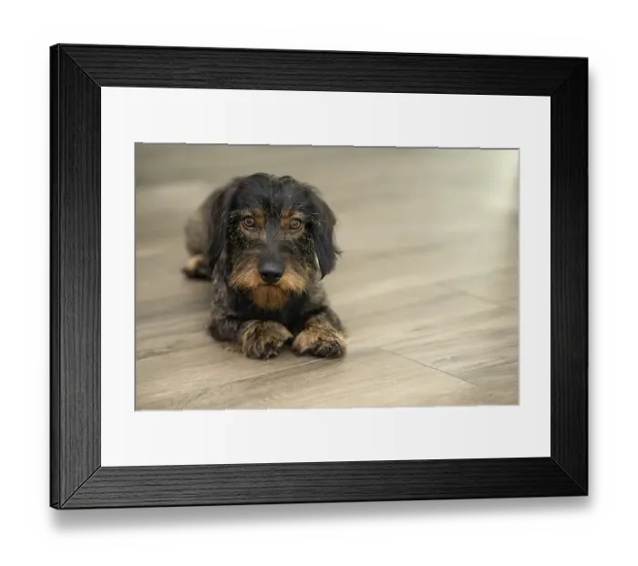 Framed Print : Rough-haired dachshund, male, 3 years