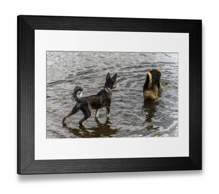 Framed Print : Dogs playing in a lake, Berlin, Germany, Europe