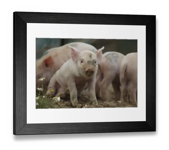 Framed Print : Pig (Sus domesticus) juvenile piglet standing in a farm field