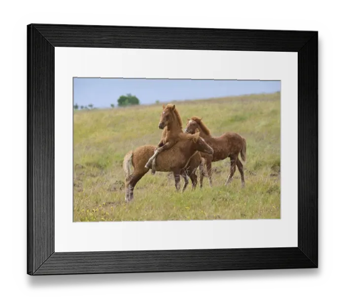 Framed Print : Icelandic Horse, Icelandic Pony
