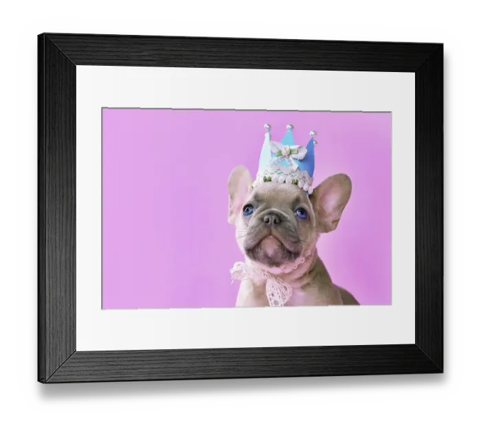 Framed Print : Face of French Bulldog dog puppy wearing a paper crown with lace and ribbons on pink background with empty copy space Framed Print : Face of French Bulldog dog puppy wearing a paper crown with lace and ribbons on pink background with empty copy space