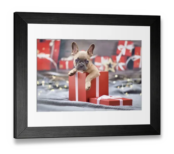 Framed Print : Cute French Bulldog dog puppy peeking out of red Christmas gift box with ribbon surrounded by seasonal decoration Framed Print : Cute French Bulldog dog puppy peeking out of red Christmas gift box with ribbon surrounded by seasonal decoration