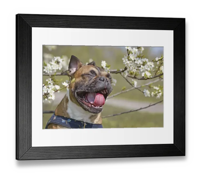 Framed Print : Yawning brown French Bulldog dog with mouth white open and tongue Framed Print : Yawning brown French Bulldog dog with mouth white open and tongue