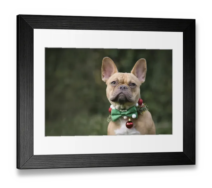 Framed Print : Red fawn French Bulldog dog wearing seasonal Christmas collar with green bow tie on blurry green background with copy Framed Print : Red fawn French Bulldog dog wearing seasonal Christmas collar with green bow tie on blurry green background with copy