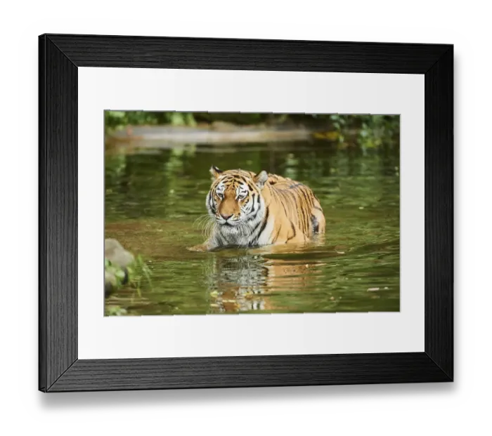 Framed Print : Siberian tiger (Panthera tigris altaica)