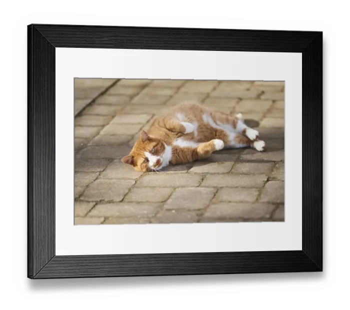 Framed Print : Domestic cat (Felis catus), Bavaria