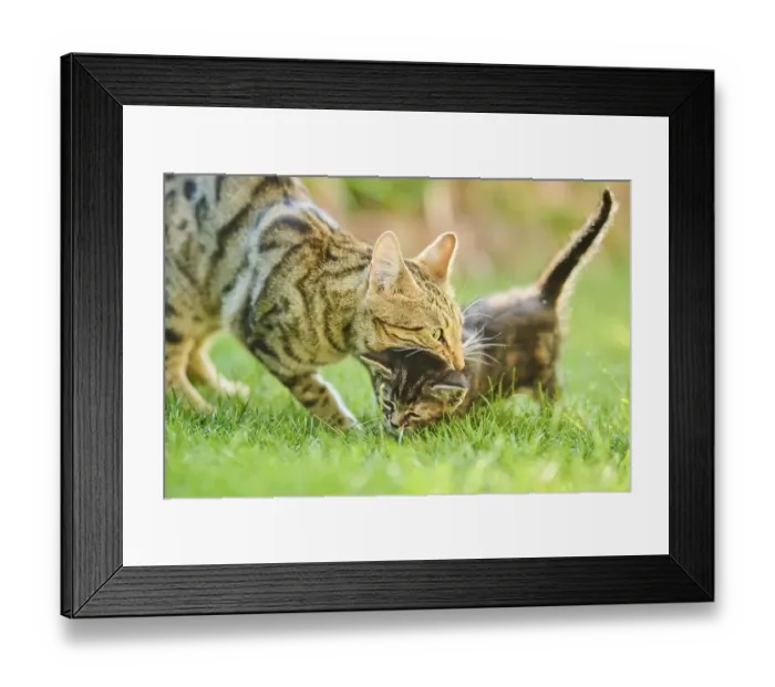 Framed Print : Bengal cat, domestic cat, mother with her kitten walking on a meadow Framed Print : Bengal cat, domestic cat, mother with her kitten walking on a meadow