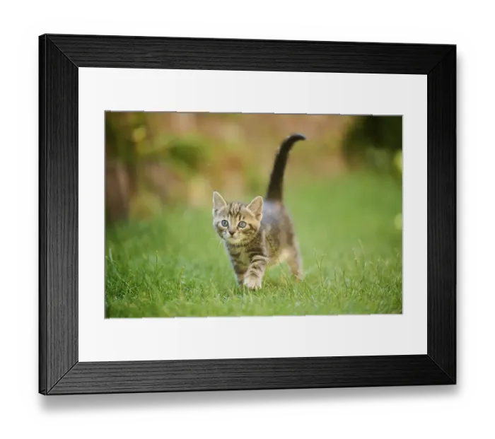 Framed Print : Bengal cat, domestic cat, kitten walking on a meadow