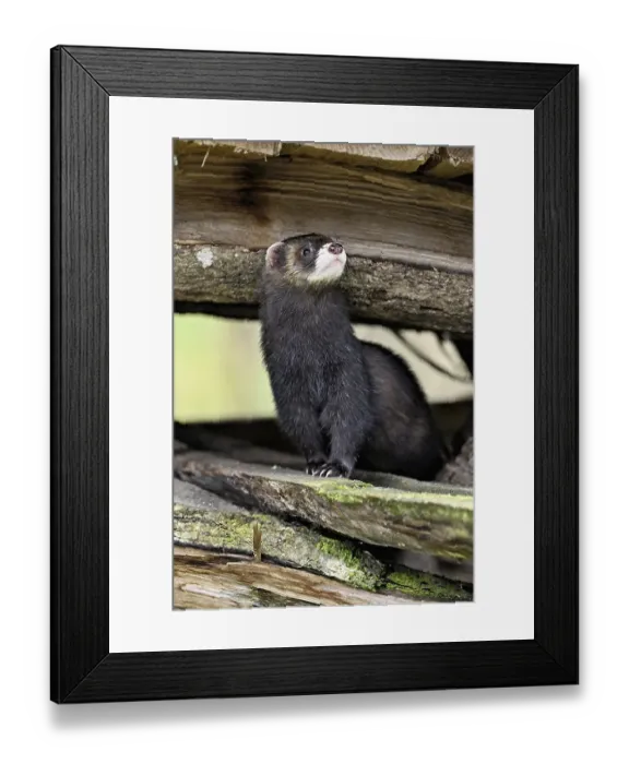Framed Print : European polecat (Mustela putorius) also called ferret