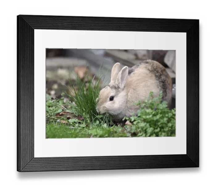 Framed Print : Rabbit (Oryctolagus cuniculus domestica) Framed Print : Rabbit (Oryctolagus cuniculus domestica)